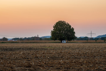 View of single tree behind chapel at sunset by a harvested corn field with blurred jogger running by