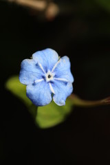 einzelne Blüte