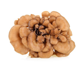maitake mushrooms isolated on white background