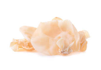 white ear mushroom or white jelly mushroom isolated on white background