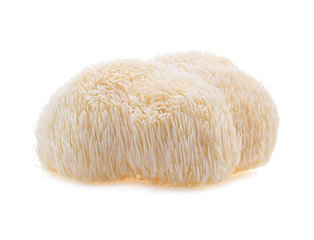 lion mane mushroom isolated on white background.