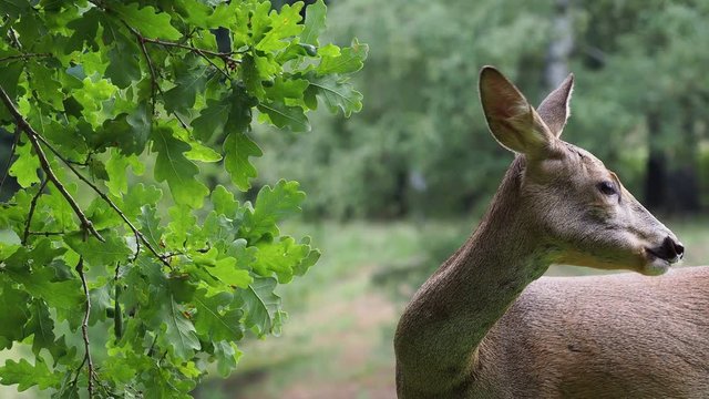 Roe deer eating acorns from the tree, Capreolus capreolus. Wild roe deer in nature.