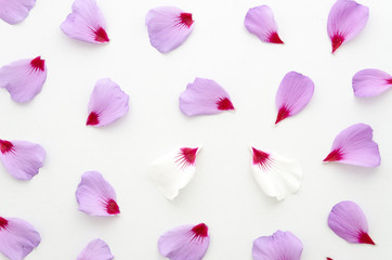 purple petals of flowers lying on white background. Blank Card for invitation, congratulation. Flat lay. stand out from the crowd, not like everyone else