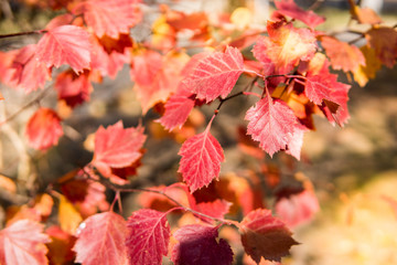 Autumn red leaves. Tree in a park on sunny day