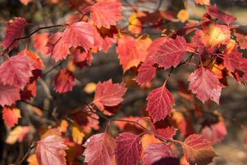 Autumn red leaves. Tree in a park on sunny day
