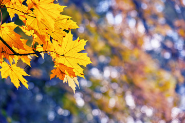 Naklejka na ściany i meble Beautiful autumn orange maple leaves on the tree branch. Bottom view