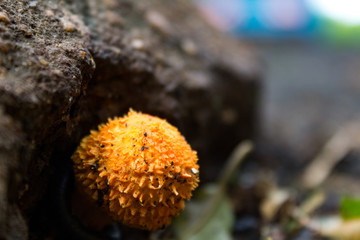 trange yellow spiky puffball and millepede