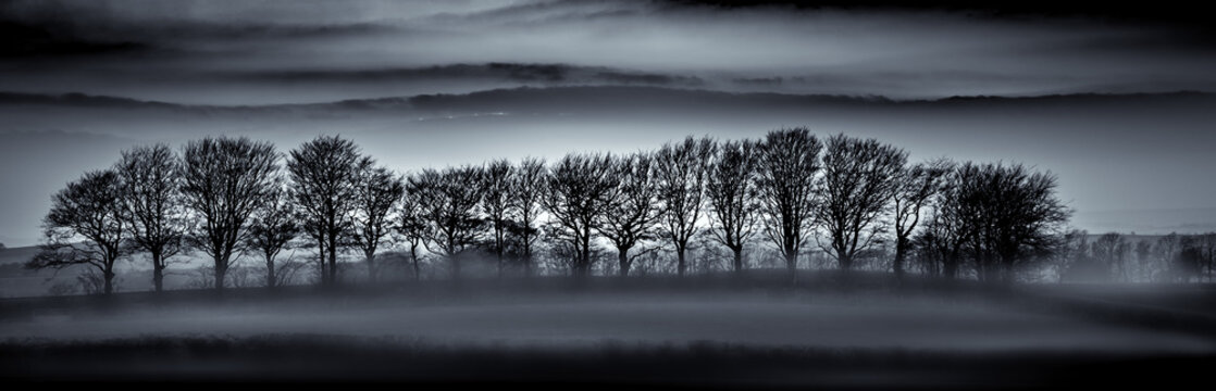 Tree Silhouettes in Mist, Cornwall