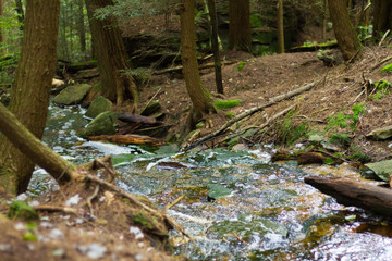 Ancient Waterfall Running Through An Old Growth Forest