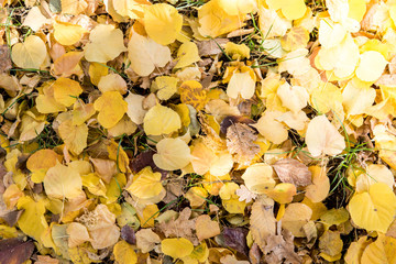 Autumn yellow leaves on a ground top view