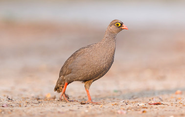 Red-billed francolin