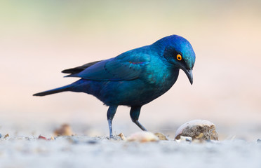 Cape Glossy Starling (Lamprotornis nitens)