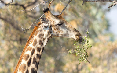 Giraffe eating fresh leaves from a tree