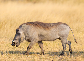 Warthog walking in the evening sun