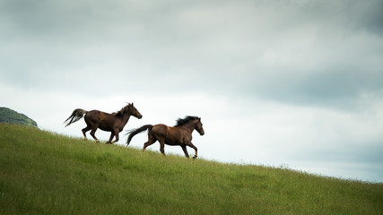 Two Wild Horses running in the Kaimanawa mountain ranges