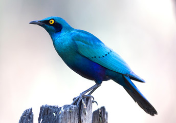 Cape Glossy Starling (Lamprotornis nitens)
