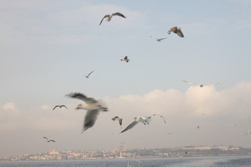 Seagulls in the blue sky