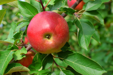 Red apple ripening on apple tree branch on green leaves background in garden in sunny summer day.