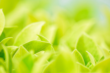 Fototapeta na wymiar Closeup nature green leaf blurred and natural plants branch in garden at summer under sunlight concept design wallpaper view background with copy space add text.