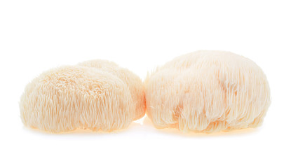 Lion mane mushroom isolated on white background