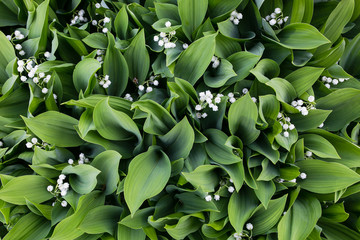 The lily of the valley is a top view