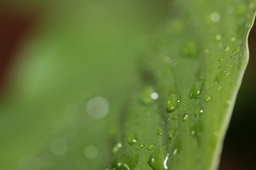 water drops on a leaf of Peace lily 