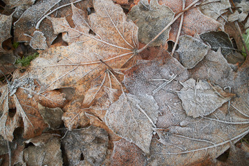 leaves covered with hoarfrost