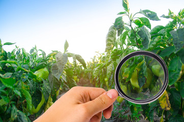 pepper disease is caused by the Phytophthora infestans virus. Agriculture, farming, crops. disease...