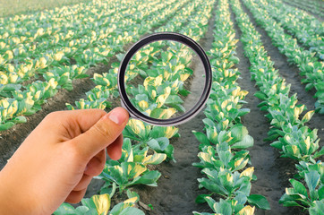 The food scientist checks the cabbage for chemicals and pesticides. healthy vegetables. pomology....