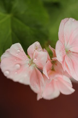 pelargonium up close with droplets on a wooden table