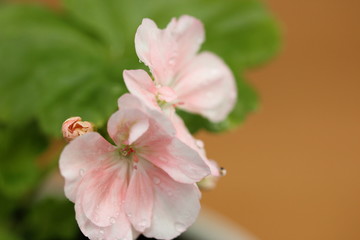 Obraz premium pelargonium up close with droplets 