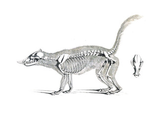 The skeleton of the animal