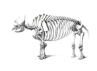 Fototapeta na wymiar The skeleton of the animal