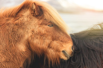 Portait of brown icelandic horse in winter Iceland