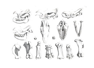 The skeleton of the animal