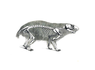 The skeleton of the animal