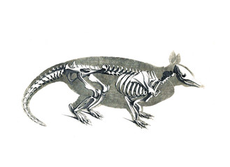 The skeleton of the animal
