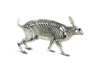 The skeleton of the animal