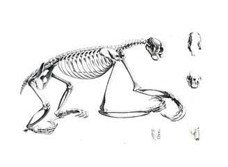 The skeleton of the animal © ruskpp