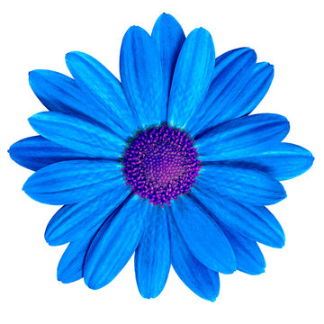 Fototapeta flower royal blue  purple daisy isolated on white background. Close-up. Element of design.