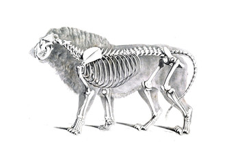 Obraz premium The skeleton of the animal