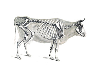 The skeleton of the animal