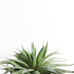 plant on a white background