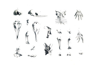 The skeleton of the animal