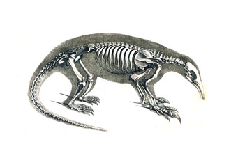 The skeleton of the animal