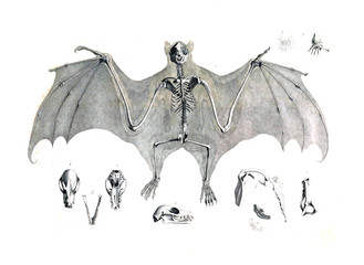 The skeleton of the animal