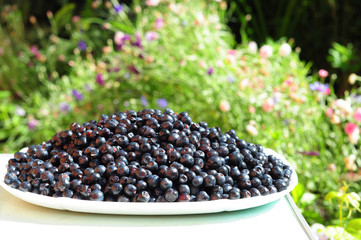 Wild blueberries. Close up on plate with ripe and fresh wild blueberry.