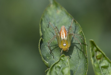  Lynx spider (oxyopidae) on green leaves. Insect. Animal