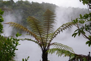 Tree fern crown in front of a steaming hot spring