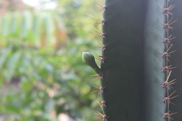 cactus buds